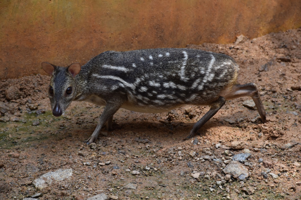 Indian Mouse Deer